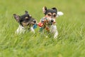 Two dogs run and play with a ball in a meadow. A young cute Jack Russell Terrier puppy with her bitch Royalty Free Stock Photo