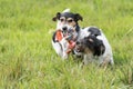 Two dogs run and play with a ball in a meadow. A young cute Jack Russell Terrier puppy with her bitch Royalty Free Stock Photo