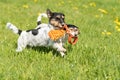 Two dogs run and play with a ball in a meadow. A young cute Jack Russell Terrier puppy with her bitch Royalty Free Stock Photo