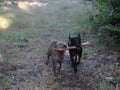 Two dogs run with their stick Royalty Free Stock Photo