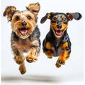 Two dogs running in the air Royalty Free Stock Photo