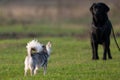 Two dogs running in a clearing.