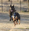 Two dogs running fast