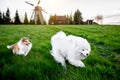 Two dogs are running on the grass meadow. Windmill on the background. Sheltie and Samoyed - Bjelkier friendship.