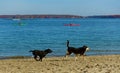 Two dogs running on sandy ocean beach