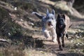 Two dogs running together Royalty Free Stock Photo