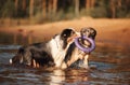 Two dogs s share a playful moment, tugging on a purple toy