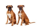 Two dogs of the same breed sitting Royalty Free Stock Photo