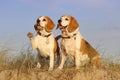 Two dogs on the sand dunes at the beach Royalty Free Stock Photo