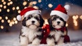 two dogs in santa claus hats A charming Havanese puppy dog with a jolly Santa hat, sitting Royalty Free Stock Photo