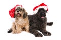 Two dogs with Santa hats
