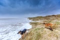 Two dogs scavenge in violent Wester storm with sea spray and shifting sand dunes Royalty Free Stock Photo