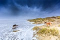 Two dogs scavenge in violent Wester storm with sea spray and shifting sand dunes Royalty Free Stock Photo