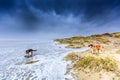 Two dogs scavenge in violent Wester storm with sea spray and shifting sand dunes