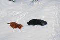 Two dogs search, lying on a deep white fluffy snow