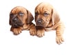 Two dogs send a message! Royalty Free Stock Photo