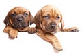 Two dogs send a message! Royalty Free Stock Photo