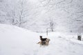 two dogs, senior beagle and junior bodeguero, posing together in the snowy forest with white snow-covered trees in the background