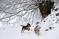 two dogs, senior beagle and junior bodeguero, running and playing very happy in the forest under a snowy beech tree in an idyllic