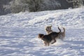 two dogs, senior beagle and junior bodeguero, running and playing very happy, with smile, in a field in the forest in winter time Royalty Free Stock Photo