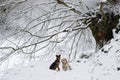 two dogs, senior beagle and junior bodeguero, sitting together in the forest under a snowy beech tree in an idyllic winter