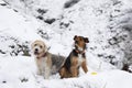 two dogs, senior beagle and junior bodeguero, sitting together in the snow, happily looking at the camera, in winter time in a