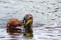 Two Dogs Sharing a Toy In Water Royalty Free Stock Photo