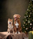 Two dogs, a Shiba Inu and a Nova Scotia Duck Tolling Retriever, celebrate Christmas