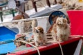 Two dogs on the ship
