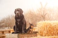 Two dogs are sitting on a background of straw. Black labrador retriever and chihuahua tricolor Royalty Free Stock Photo