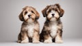 two dogs sitting Beautiful happy reddish havanese puppy dog is sitting frontal and looking at camera, isolated on white Royalty Free Stock Photo