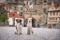 Two dogs are sitting on Carls bridge. Royalty Free Stock Photo