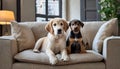 Two dogs sitting on the couch looking at camera. Lovely pets. Domestic life.