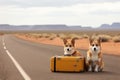 Two dogs sitting next to a suitcase on the road