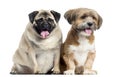 Two dogs sitting and panting, isolated