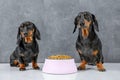 Two dogs are sitting by plate of dry food obediently waiting for permission Diet Royalty Free Stock Photo