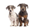 Two dogs sitting and posing on white background Royalty Free Stock Photo