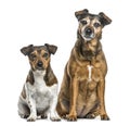 Two dogs sitting side by side, isolated Royalty Free Stock Photo