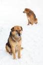 Two dogs sitting in the snow in winter and looking in different directions Royalty Free Stock Photo