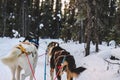 Dogs sled team in harness dog sledding during Alaska winter in the forest