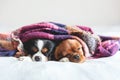 Two dogs sleepeing together under the blanket Royalty Free Stock Photo