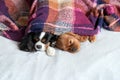 Two dogs sleepeing together under the warm blanket