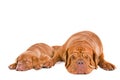 Two Dogs Sleeping Royalty Free Stock Photo