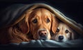 Two dogs sleeping under a blanket on a bed in the bedroom, generative AI Royalty Free Stock Photo