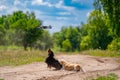 Two dogs of small breeds are playing outdoor. Green nature background. Ginger and black dog. Royalty Free Stock Photo