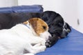 Two dogs, small and large, are sleeping on the couch Royalty Free Stock Photo