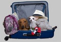 Two dogs - a small white chihuahua and a hunting red dachshund pose in an open large blue suitcase full of things. Royalty Free Stock Photo