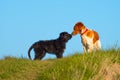 Two dogs sniffing Royalty Free Stock Photo