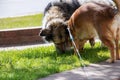 Two dogs sniffing green grass in spring Royalty Free Stock Photo