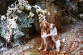 Two dogs in a snowy forest, sharing a tender moment Royalty Free Stock Photo